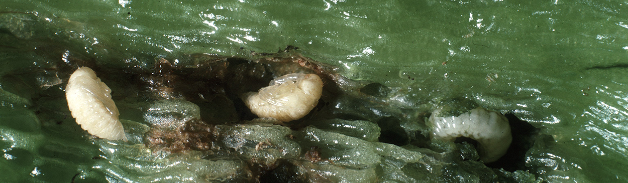 Larvae and pupae of pepper weevil, Anthonomus eugenii.