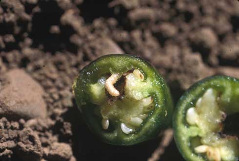 Larva of pepper weevil, <i>Anthonomus eugenii</i>, are off-white with a brown head and feed in the core of pepper fruit.