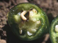 Pepper weevil grubs are off-white with a brown head and feed in the core of pepper pod.