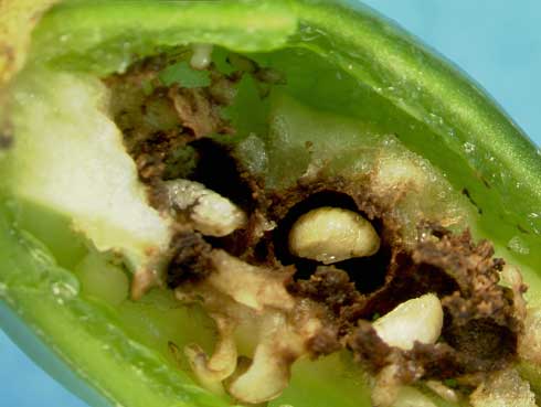 Pepper weevil pupae inside a pepper pod.