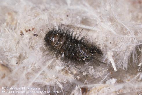 Larva of the furniture carpet beetle, <I>Anthrenus flavipes.</I>.