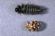 Carpet beetle larga and adult