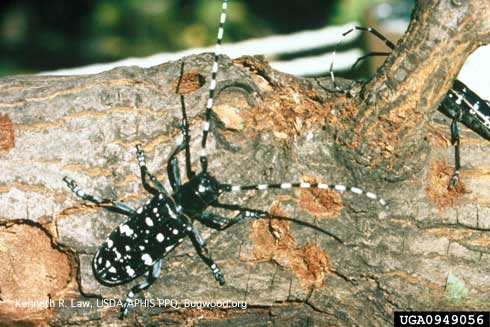 Adult Asian longhorned beetle, <i>Anoplophora glabripennis.</i>.