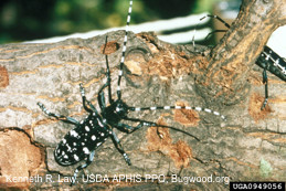 Asian longhorned beetle adult