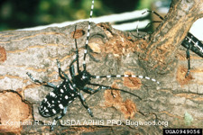 Asian longhorned beetle