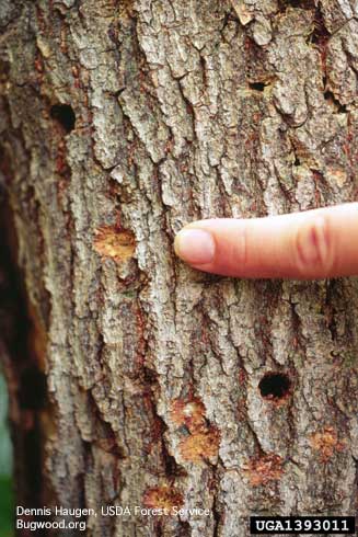 Egg-laying niches (irregular craters) and round emergence holes in bark chewed by adult Asian longhorned beetles, <i>Anoplophora glabripennis.</i>.