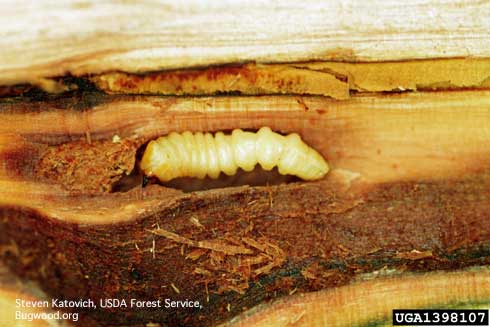 Larva of an Asian longhorned beetle, <i>Anoplophora glabripennis,</i> exposed in a tunnel under bark.