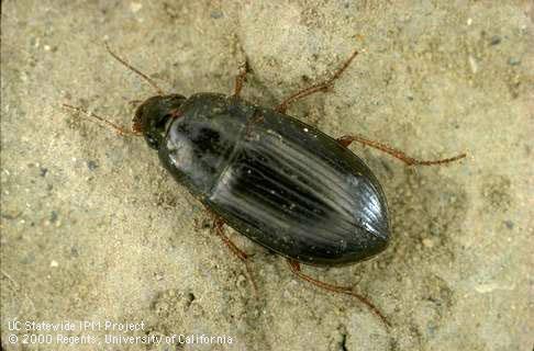 Adult predaceous ground beetle.