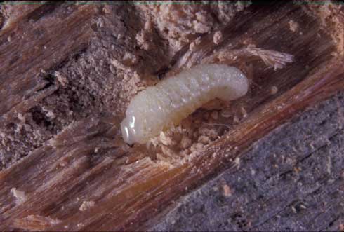 Deathwatch beetle larva.