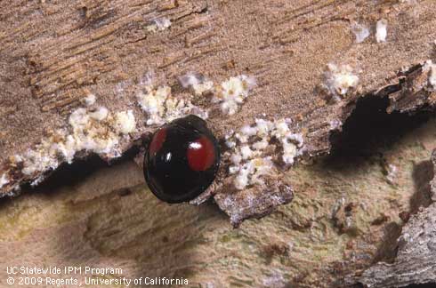 Adult <i>Axion plagiatum</i> feeding on sycamore scale, <i>Stomacoccus platani</i>.