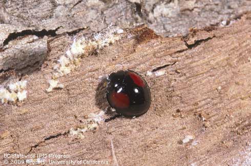 Adult lady beetle, <i>Axion plagiatum.</i>.