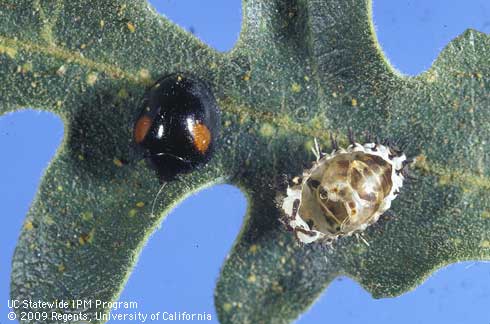 Adult lady beetle, <i>Axion plagiatum.</i>.