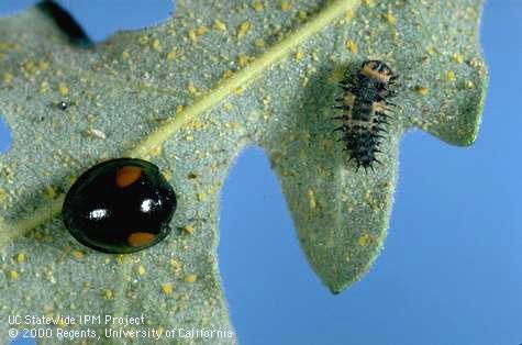 Adult and larva of the lady beetle, <i>Axion plagiatum.</i>.