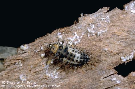 Last instar (larva) of <i>Axion plagiatum</i> feeding on sycamore scale, <i>Stomacoccus platani</i>.