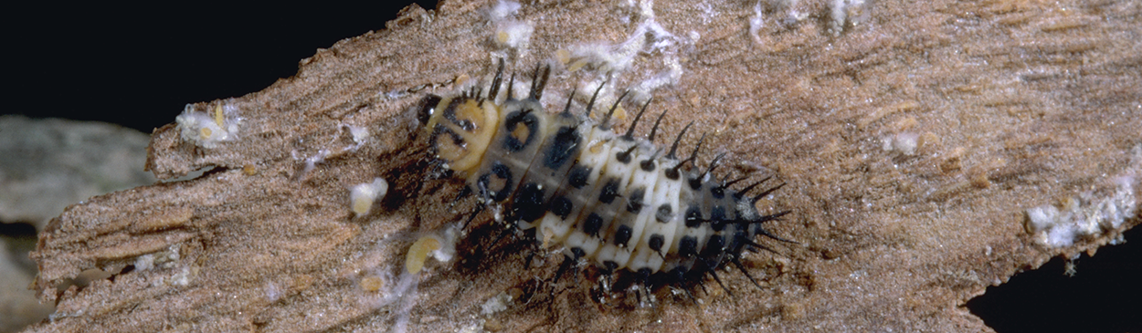 Larva of lady beetle, Axion plagiatum, feeding on eggs and larvae of sycamore scale, Stomacoccus platani.