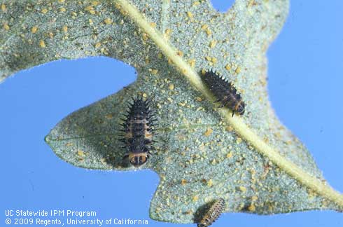 Larva of the lady beetle, <i>Axion plagiatum.</i>.