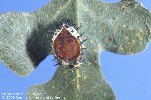 Pupa of Axion plagiatum.