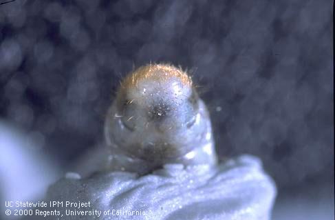 Characteristic paired lobes and raster hairs on abdomen of black turfgrass ataenius larvae.