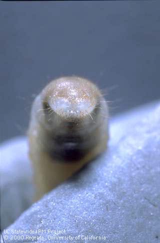 Characteristic paired lobes and raster hairs on abdomen of black turfgrass ataenius larvae.