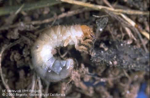 Larvae of black turfgrass ataenius near lawn grass roots.