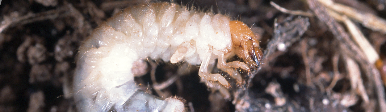 Larva of black turfgrass ataenius near lawn grass roots.