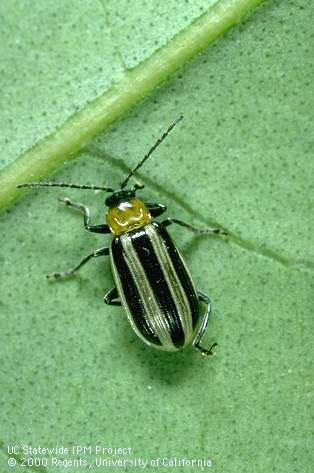 Western striped cucumber beetle adult.