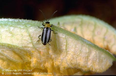 Western striped cucumber beetle adult.