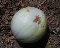 Feeding scars on a honeydew melon rind caused by western striped cucumber beetle, Acalymma trivittatum.