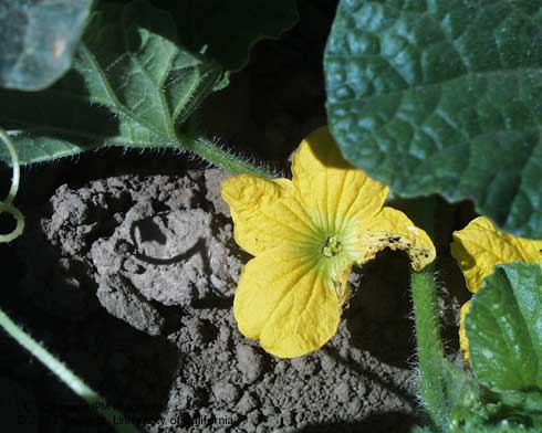 Chewing damage to a honeydew flower caused by a cucumber beetle.