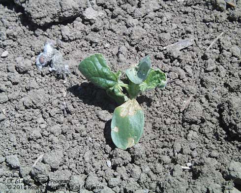 Chewing damage to cotyledons and leaves of a honeydew melon seedling caused by western striped cucumber beetle, <i>Acalymma trivittatum.</i>.