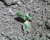 Chewing damage to cotyledons and leaves of a honeydew melon seedling caused by western striped cucumber beetle.