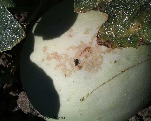 Feeding scars on a honeydew rind caused by western striped cucumber beetle, <i>Acalymma trivittatum.</i>.