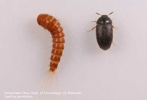 Larva and adult of the black carpet beetle, <i>Attagenus unicolor.</i>.