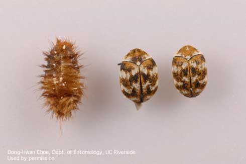 Final-instar larval cast skin and adult varied carpet beetles, <i>Anthrenus verbasci.</i>.