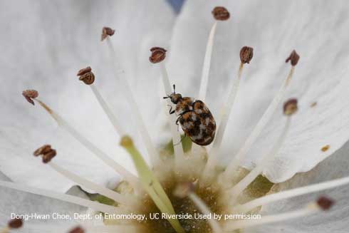 Adult varied carpet beetle, <i>Anthrenus verbasci</i>, on a flower.