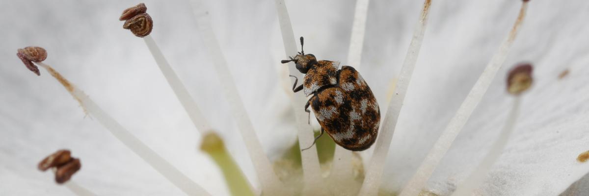 Close up view of an adult varied carpet beetle, a brown, black, and white speckled insect, on a white flower. Credit: Dong-Hwan Choe, Dept. of Entomology, UC Riverside