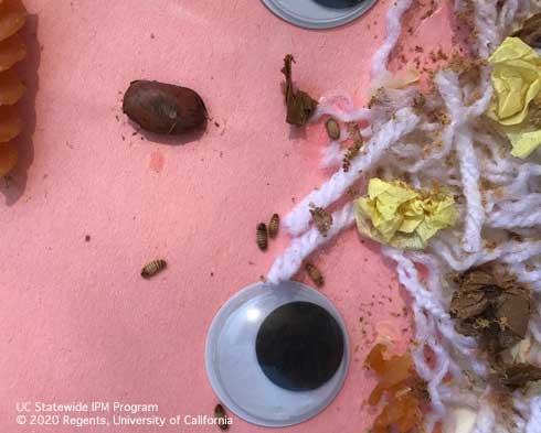 A carpet beetle infestation of a child art project made from yarn, noodles, and beans.