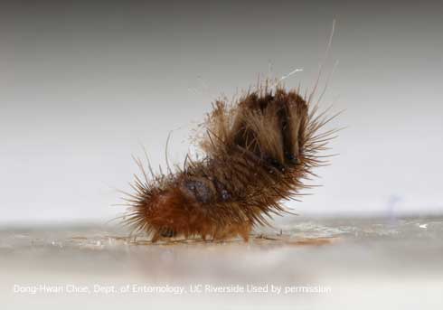 Mature larva of a varied carpet beetle, <i>Anthrenus verbasci</i>.