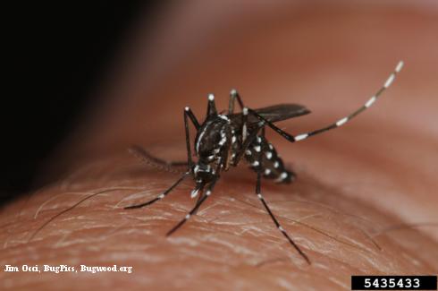 Adult Asian tiger mosquito, <i>Aedes albopictus</i>.