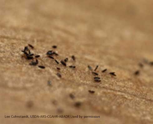 Eggs of the mosquito <i>Aedes albopictus</i> on the paper ring of a monitoring cup.