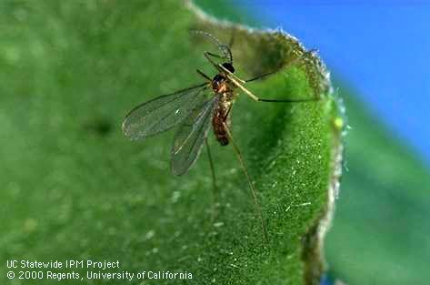 Adult aphid midge, Aphidoletes aphidimyza.