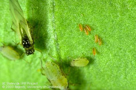 Eggs of aphid midge, Aphidoletes aphidimyza (center right), laid among aphids.