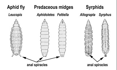 Larvae of predaceous flies that feed openly on plants can generally be distinguished by appendages and body size. The pair of breathing tubes at the rear (anal spiracles) of aphid flies (e.g., <i>Leucopsis</i> spp., Chamaemyiidae) are widely separated. Predaceous midges (Cecidomyiidae) have shorter tubes relative to their body length and they are closer together (e.g., aphid midges, <i>Aphidoletes</i> spp.) or touching (mite midges, <i>Feltiella</i> spp.). The breathing tubes of flower flies or syrphids (Syrphidae) are touching (fused), except for first instars of some species. The length of syrphids' anal spiracles varies by species and may project (<i>Syrphus</i> spp.) or not and appear as a discolored blotch (<i>Allograpta</i> spp.). If anal spiracles of the predaceous fly larva are touching and the body is 1/8 inch (3 mm) or longer it is a syrphid; predaceous midges are 1/12 inch (2 mm) or less in length. Appendages can differ for species that feed in protected locations or water.