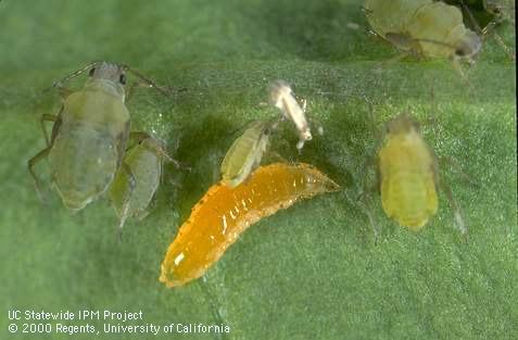 Aphid midge larva.