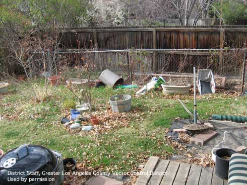 Cluttered backyard with multiple breeding sources for <i>Aedes</i> mosquitoes.