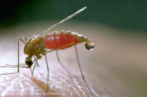 Adult western malaria mosquito.