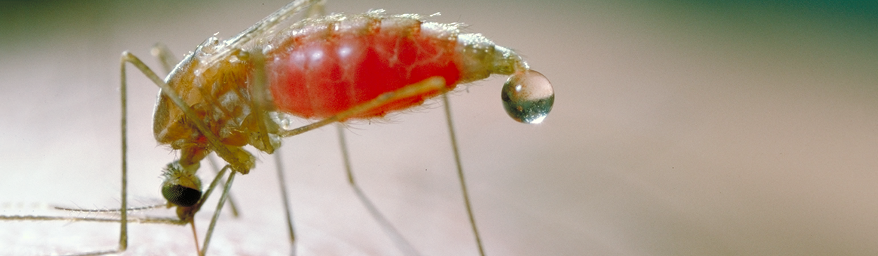 Adult western malaria mosquito, Anopheles freeborni.