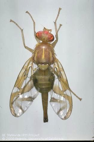 Adult female Mexican fruit fly, <i>Anastrepha ludens</i>.