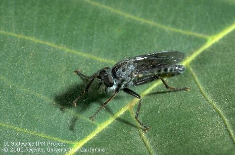 An adult robber fly.