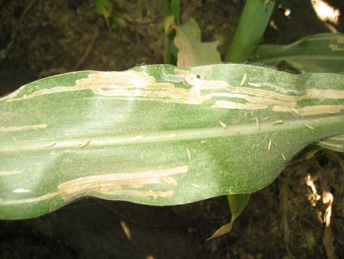 Mines created by corn leafminer larvae, <i>Agromyza</i> sp., on corn leaves.